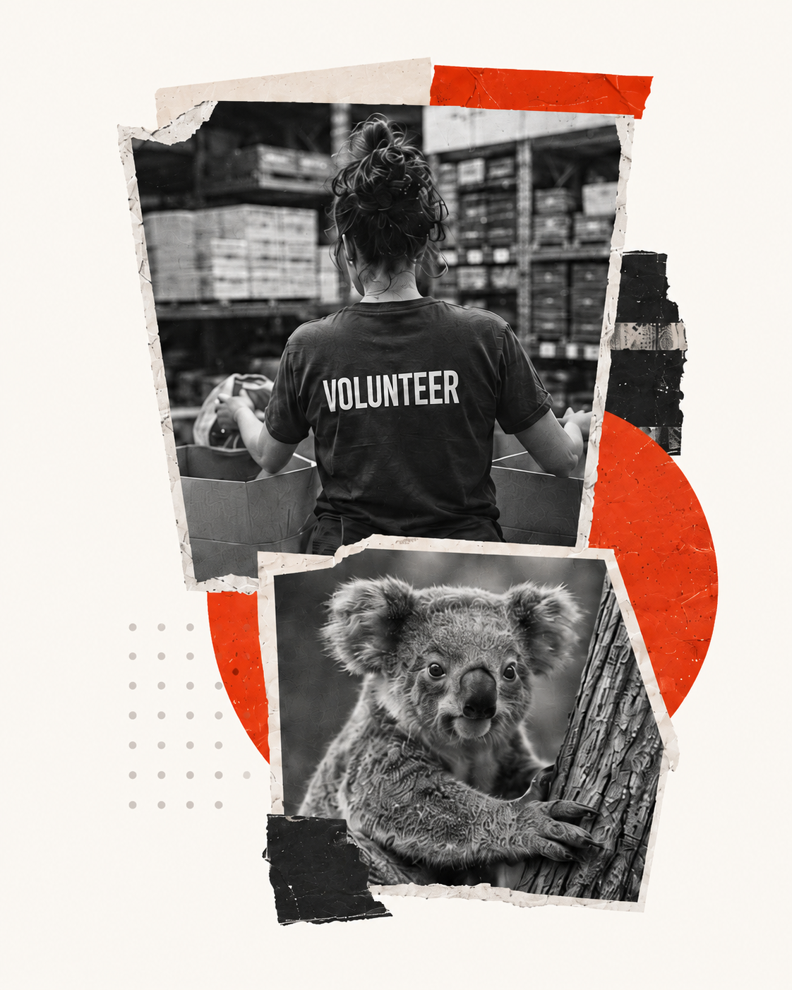 Volunteer packing food and a koala